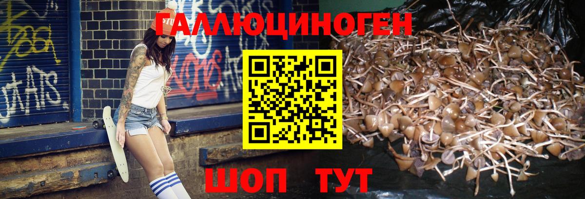 Галлюциногенные грибы Psilocybine cubensis Нальчик
